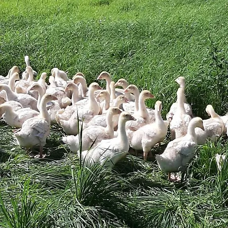 Simiterhof Apartman *