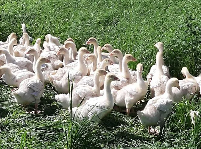 Simiterhof Апартаменты *