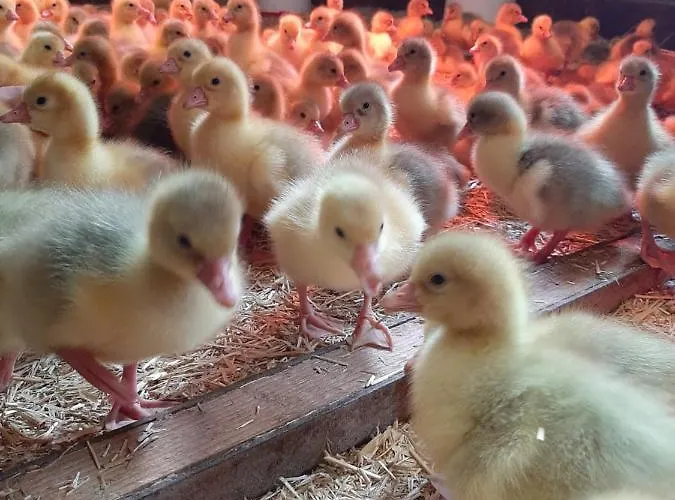 Simiterhof לאבנט